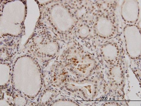 Monoclonal Anti-RCC1 antibody produced in