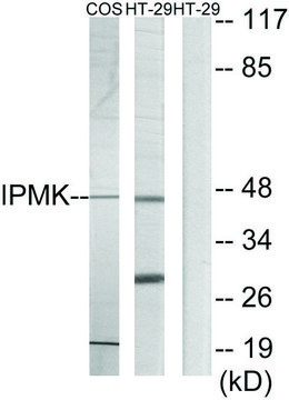 Anti-IPMK antibody produced in rabbit