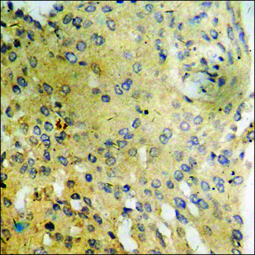 Anti-phospho-PI3-kinase p85-?/? (pTyr467/199) antibody produced