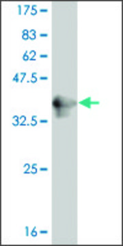 ANTI-PUM2 antibody produced in mouse