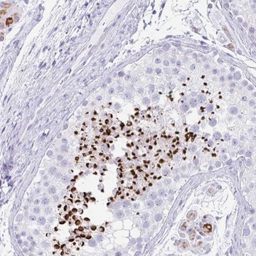 Anti-RLF antibody produced in rabbit