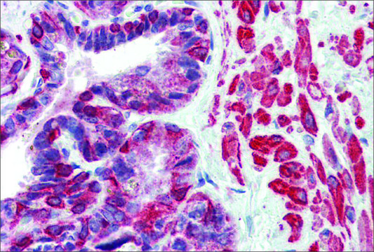 Anti-KIF13B antibody produced in rabbit