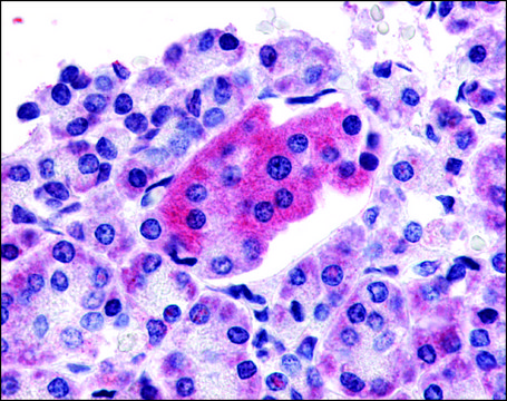Anti-GLP1R antibody produced in rabbit