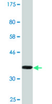 Monoclonal Anti-TECTA antibody produced in