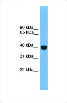 Anti-Klf2 antibody produced in rabbit