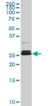 Monoclonal Anti-PAFAH1B3 antibody produced in