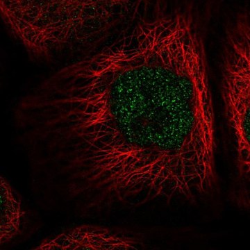 Anti-NAIF1 antibody produced in rabbit