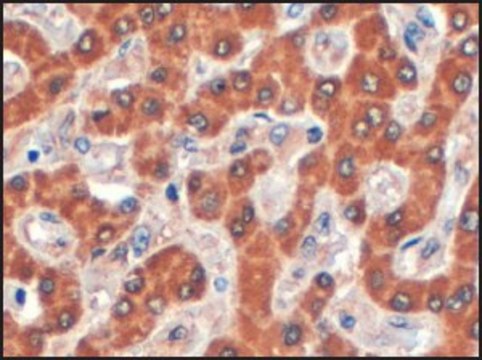 Anti-SDCBP2 (C-terminal) antibody produced in