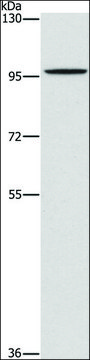 Anti-PDE6C antibody produced in rabbit