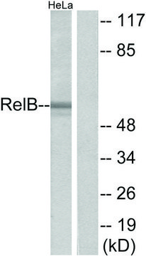 Anti-RELB, C-Terminal antibody produced in