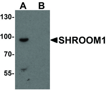 Anti-SHROOM1 antibody produced in rabbit
