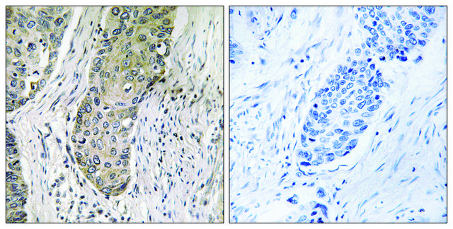 Anti-QSK antibody produced in rabbit
