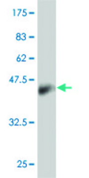 Monoclonal Anti-PPP1R1B antibody produced in