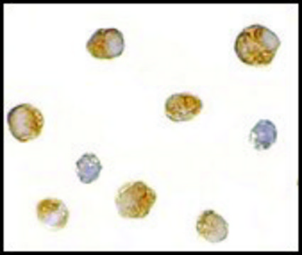 Anti-BICD1 antibody produced in rabbit