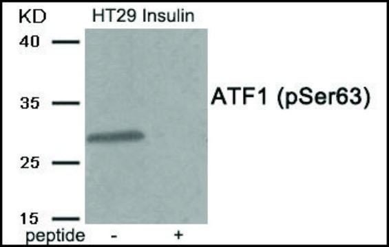 Anti-phospho-ATF1 (pSer?³) antibody produced in