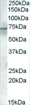Anti-PDK1 antibody produced in goat