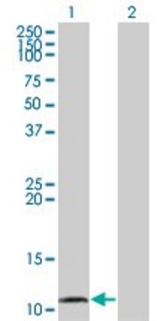 Monoclonal Anti-CCL15 antibody produced in