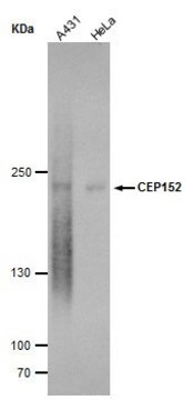Monoclonal Anti-CEP152 antibody produced in