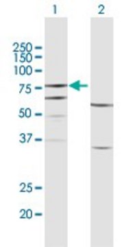 Anti-FERMT3 antibody produced in rabbit