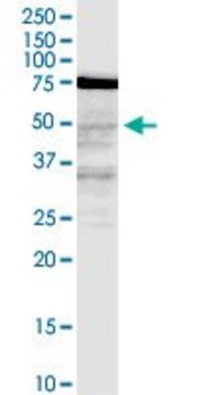 Monoclonal Anti-LASS3 antibody produced in