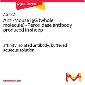 Anti-Mouse IgG (whole molecule)–Peroxidase antibody