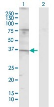 Anti-TAS2R49 antibody produced in rabbit