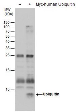 Monoclonal Anti-Ubiquitin antibody produced in
