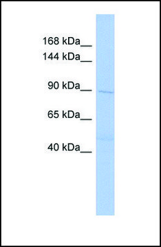 Anti-DNMT3B antibody produced in rabbit
