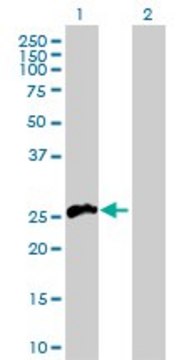 Anti-TNFSF11 antibody produced in rabbit