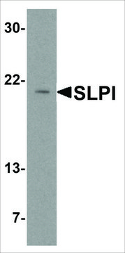 Anti-SLPI (ab1) antibody produced in