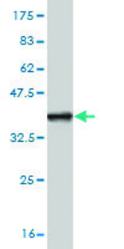 ANTI-ZIC1 antibody produced in mouse