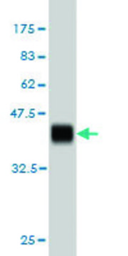 ANTI-ZNF41 antibody produced in mouse