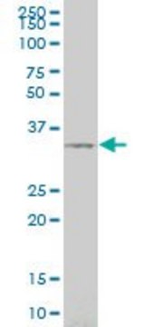 Monoclonal Anti-SIX3, (C-terminal) antibody produced