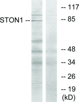 Anti-STON1 antibody produced in rabbit