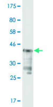 Monoclonal Anti-USP5 antibody produced in