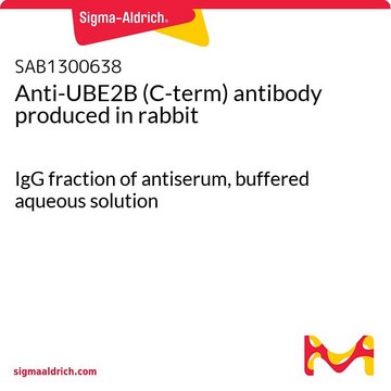 Anti-UBE2B (C-term) antibody produced in