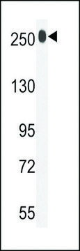 ANTI-LTBP1(C-TERMINAL) antibody produced in rabbit