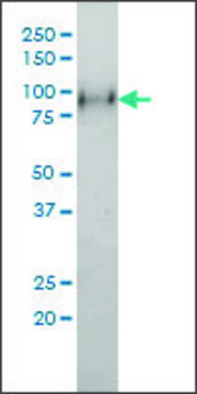 Monoclonal Anti-NTRK2 antibody produced in