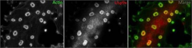 Anti-USP9X antibody produced in rabbit