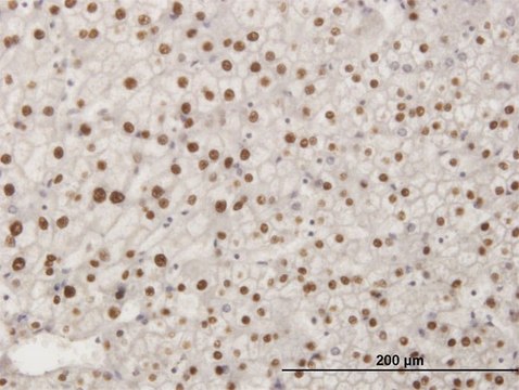 ANTI-SMAD6 antibody produced in mouse