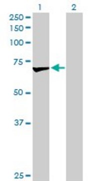 Anti-OXSR1 antibody produced in rabbit