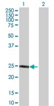 Anti-F8 antibody produced in rabbit