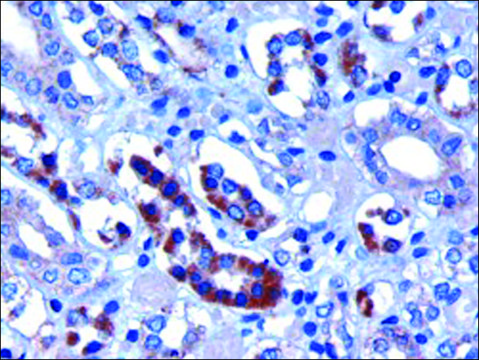 Anti-FBXW2 antibody produced in goat