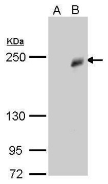 Monoclonal Anti-TET3 antibody produced in