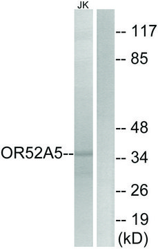 Anti-OR52A5 antibody produced in rabbit