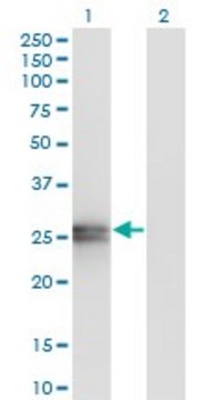 Monoclonal Anti-APOA1 antibody produced in