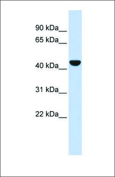 Anti-KRT19 (ab1) antibody produced in