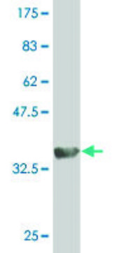 Monoclonal Anti-TEKT2 antibody produced in