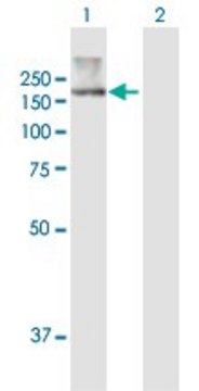 Anti-ATP10B antibody produced in mouse