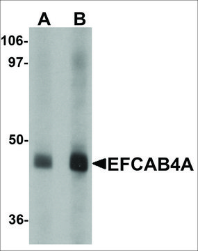 Anti-EFCAB4A antibody produced in rabbit